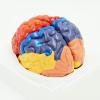 FAMYNGL Human Model Brain Functional Area Anatomy for Science Classroom Study Brain Assembling Regional Functional Structure Medical Teaching view 2