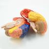 FAMYNGL Human Model Brain Functional Area Anatomy for Science Classroom Study Brain Assembling Regional Functional Structure Medical Teaching view 3