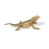 NAKIMO Bearded Dragon Animal Figurine Lizard Toy Realistic Reptile Figures for Decoration, Science Education, Prank Props (Bearded Dragon) view 1