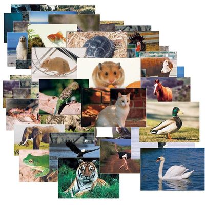 Stages Learning Materials SLM921 Mega Pack of Animals & Insects - Set of 48