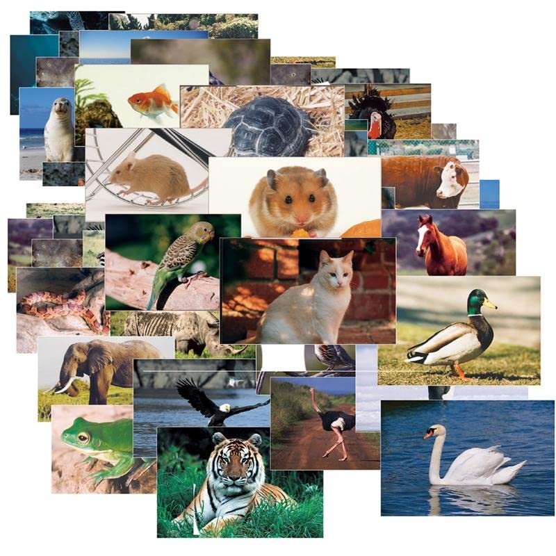 Stages Learning Materials SLM921 Mega Pack of Animals & Insects - Set of 48