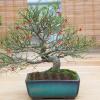 GANAZONO Miniature Grass Cluster Faux Cluster Decor for Sand Table and Landscape Material for Model Train Railway and view 4