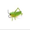 Grasshopper, Rubber Insect, Realistic Figure, Model, Replica, Educational Gift, 7" - F2059 B134 view 1