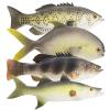 ZENFUN Set of 4 Fake Fish, 11 in Rubber Fishes Plastic Lifelike Sea Fish Set, Pretend Realistic Fake Fishes for Photography Props, Party Display, Kitchen Decor view 1