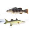 ZENFUN Set of 4 Fake Fish, 11 in Rubber Fishes Plastic Lifelike Sea Fish Set, Pretend Realistic Fake Fishes for Photography Props, Party Display, Kitchen Decor view 4