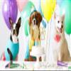 AHAORAY Paw Print Two Cake Topper - Gold Glitter Pet Dog Second Birthday Cake Decorations Supplies - Pet Puppy Theme Party Cake Decor, for Pet Birthday Party, Baby Shower Favors or Photo Booth Props view 4