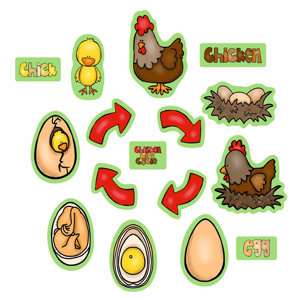 Story Time Felts Chicken Life Cycle Felt Figures for Flannel Board Stories