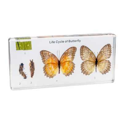 Life Cycle of Common Insect Specimen, Resin Collection Science Toys for Kids Aged 3-12 (Butterfly)