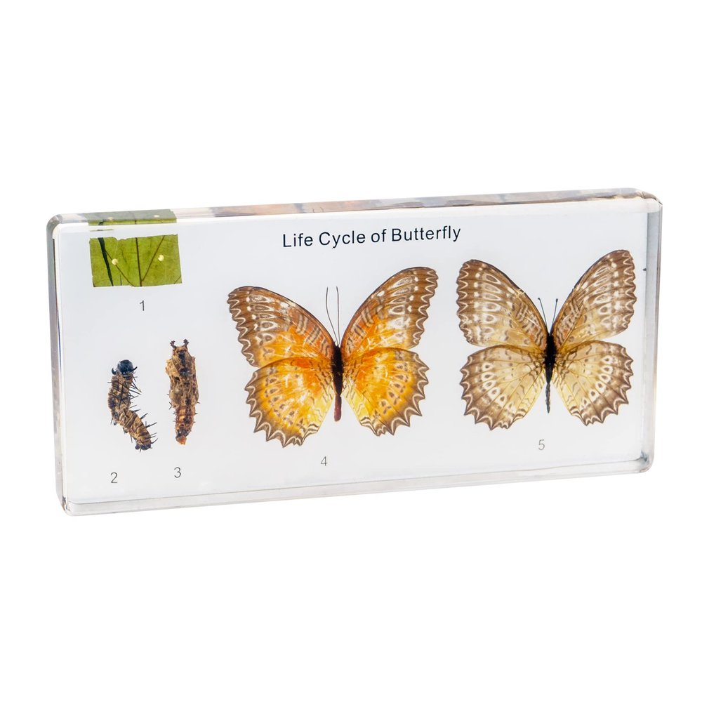 Life Cycle of Common Insect Specimen, Resin Collection Science Toys for Kids Aged 3-12 (Butterfly)