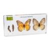 Life Cycle of Common Insect Specimen, Resin Collection Science Toys for Kids Aged 3-12 (Butterfly) view 1
