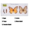 Life Cycle of Common Insect Specimen, Resin Collection Science Toys for Kids Aged 3-12 (Butterfly) view 2