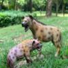Gemini&Genius Hyena Toys, Wild Hyena Animal Toys, Wolf Action Figures, Great Creative Play Gift, Collection, Cake Topper, Role-Play, Storytelling Props, Party Supplies and Room Decoration for Kids view 3