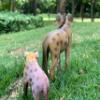 Gemini&Genius Hyena Toys, Wild Hyena Animal Toys, Wolf Action Figures, Great Creative Play Gift, Collection, Cake Topper, Role-Play, Storytelling Props, Party Supplies and Room Decoration for Kids view 4