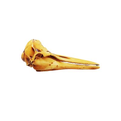 Right Whale Dolphin Miniature Skull Replica 1:12 Scale for use with dollhouse, arts, diy craft projects, home decor (Aged)