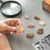 Gamerside Fossil Dig Kit - Educational STEM Science Toys for Kids Ages 6+ - Dig Up 12 Fossils Real & Dinosaur Bones Rocks - Digging Activities Kits - Paleontology, Discovery Gifts for Boys & Girls view 4