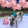 5Pcs Pig Balloons Pink Large Pig Shaped Foil Mylar Balloons for Birthday Baby Shower Piggie Farm Animal Themed Party Decorations Supplies view 4