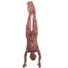 Halloween Bloody Dead Body, 4.6 ft Latex Skinned Full Body Hanging Corpse Torso Halloween Body Parts Props for Haunted House Zombie Halloween Party Decoration view 1