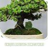 FOMIYES Artificial Mini Tree Weeping Willow Small Plastic Plant Miniature Garden Landscaping Decor for House Model Diorama Accessories view 3