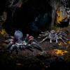 SIENON 2Pcs Realistic Wolf Spider Animal Toys, Lifelike Whiteknee Tarantula Insect Figure Action Model for Kids Education Halloween Pranks Props Decorations view 4