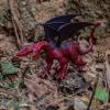 SIENON 10Pack 5 Inch and 3 Inch Dragon Toy Figures, Assorted Colors and Styles Mini Mythical Figurines for Kids Birthday Cake Decorations Christmas Halloween Dragon Theme Party Favors view 4