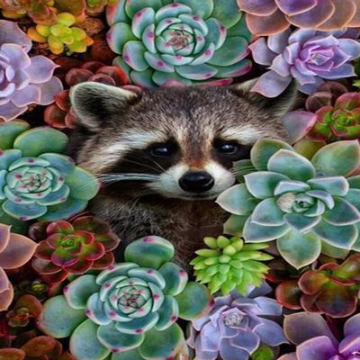 1000 Pieces Jigsaw Puzzle for Adults, Succulent Racoon Wooden Jigsaw Puzzle, Exercise Memory Relieve Stress Game Jigsaw Puzzle Family Activities Decompression Gifts