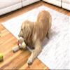 Gazoos Interactive Dog Toy (Sammy the Snowman), Motion Activated Bouncing Talking Pet Toy, Exercise and Entertainment for Dogs and Puppies view 4