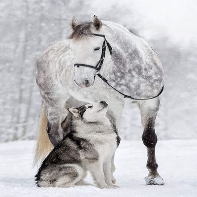 1000 Pieces Jigsaw Puzzle for Adults, White Horse and Wolf Wooden Jigsaw Puzzle, Exercise Memory Relieve Stress Game Jigsaw Puzzle Family Activities Decompression Gifts