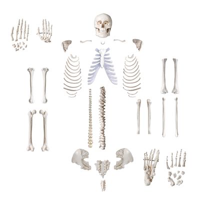 Anatomical Life Size Disarticualted Human Skeleton Model by Trademark Innovations
