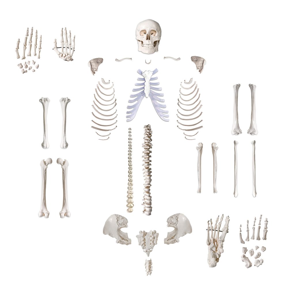 Anatomical Life Size Disarticualted Human Skeleton Model by Trademark Innovations