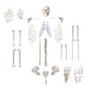 Anatomical Life Size Disarticualted Human Skeleton Model by Trademark Innovations view 1