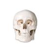 Anatomical Life Size Disarticualted Human Skeleton Model by Trademark Innovations view 2