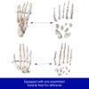 Anatomical Life Size Disarticualted Human Skeleton Model by Trademark Innovations view 3
