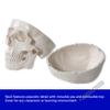 Anatomical Life Size Disarticualted Human Skeleton Model by Trademark Innovations view 4