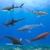 Mostop Sea Animal Toy for Kids 6 Pack 14.5'' Large Size Ocean Sea Marine Animal Figures, Realistic Ocean Sea Creature Action Models Whale Ornament Education Cognitive Toy Set for Boys Girls view 3
