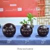 Piggy Bank for Kids,Piggy Bank for Boys Girls and Adult,Money Jar Wooden Piggy Bank With Key Cute Pig Coin Money Bank Reusable Money Bank Black Piggy Bank For Kids And Adults Boy Girl Gift Saving Bank view 2