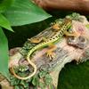 Toddmomy Simulation Lizard Model - Realistic Four-Legged Plastic Lizard Toy for Kids Educational Animal Recognizing Toy Halloween Prank Miniature Decor Ornament view 2