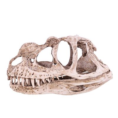 GOTOTOP Dinosaur Skull Model, Dinosaur Skull Model Simulated Animal Skeleton Lifelike Teaching Skeleton Model for Home Office Aquarium Bar Party Desktop Decor Craft Teaching Prop
