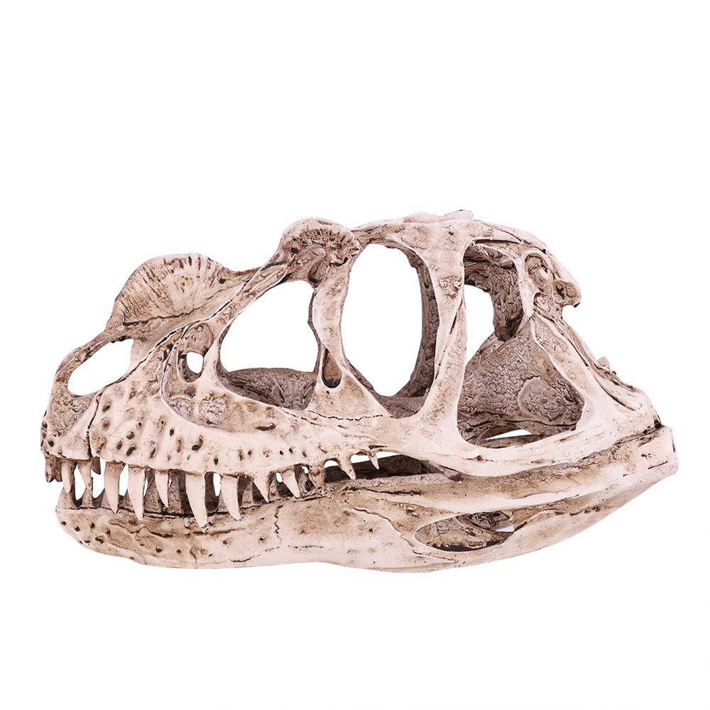 GOTOTOP Dinosaur Skull Model, Dinosaur Skull Model Simulated Animal Skeleton Lifelike Teaching Skeleton Model for Home Office Aquarium Bar Party Desktop Decor Craft Teaching Prop