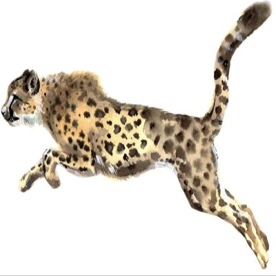 4 Wide Cheetah Sticker Big Cat Tough Animal Strong Wild Watercolor Fast Running