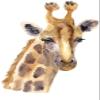 4 Giraffe Head Sticker Wild Animal Africa Savanna Tall Majestic Cute Zoo view 1