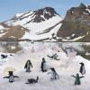 JOKFEICE 25Pcs Small Polar Animals Figurines, Realistic Plastic Polar Bear & Penguin Winter Arctic Animals for Early Educational Birthday Cupcake Topper for Kids view 4