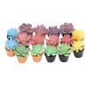 Agatige 16pcs Dollhouse Potted Plants, Resin Miniature Dollhouse Plants for 1:12 Dollhouse view 1