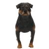 Rottweiler Simulation Model Toy Cute Dog Lifelike Rottweiler Ornaments Desktop Decoration for Child Gifts view 1