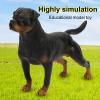 Rottweiler Simulation Model Toy Cute Dog Lifelike Rottweiler Ornaments Desktop Decoration for Child Gifts view 2