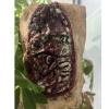 Shop Love Scary Halloween Bloody Intestine,Bloody Torso Chest Props,Creepy Bloody Bandage Guaze with Intestine Fake Dead Body Bloody Part Trick Props for Halloween Party Bar Haunted House Cosplay view 4