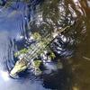 Tipmant Realistic RC Crocodile Remote Control Fish Boat Electric Animal Water Toy for Swimming Pool Lake Kids Birthday (Green) view 4