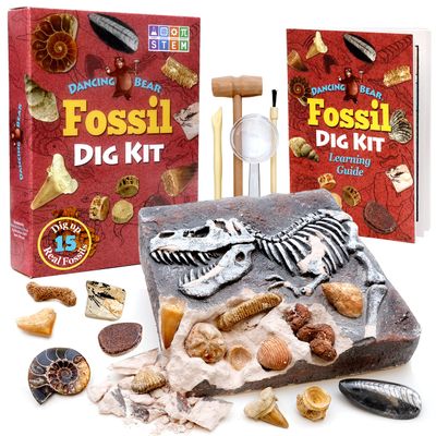 DANCING BEAR Fossil Dig Kit, Excavate 15 Prehistoric Fossils including Real Dinosaur Bones, and Shark Teeth, Paleontology STEM Education for kids, Fun Science Activity Gift Sets for Girls and Boys