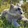 Auswella Plush Grey Wolf Floppy Pose view 2