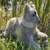 Auswella Plush Grey Wolf Floppy Pose view 3