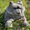 Auswella Plush Grey Wolf Floppy Pose view 4